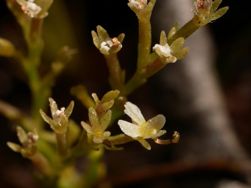 Stylidium tantillum photo 2