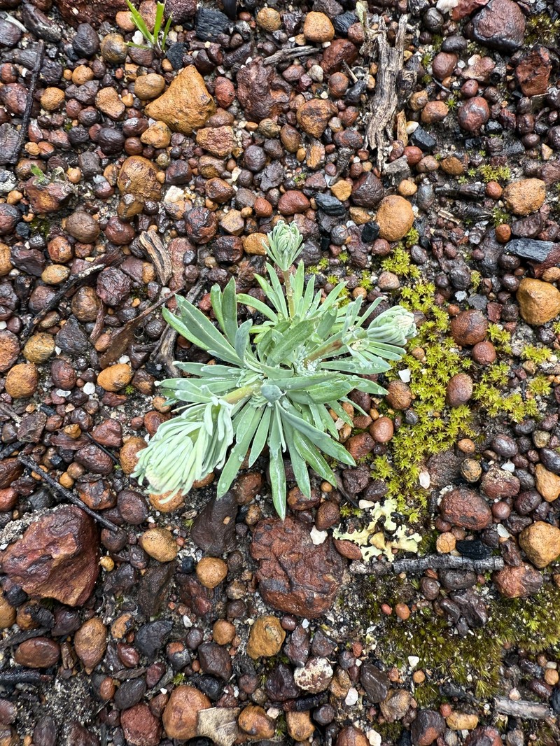 Stylidium tenue subsp. majusculum