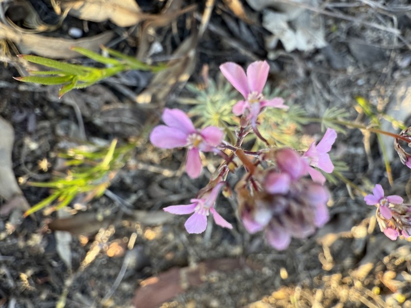 Stylidium tenue subsp. majusculum photo 2