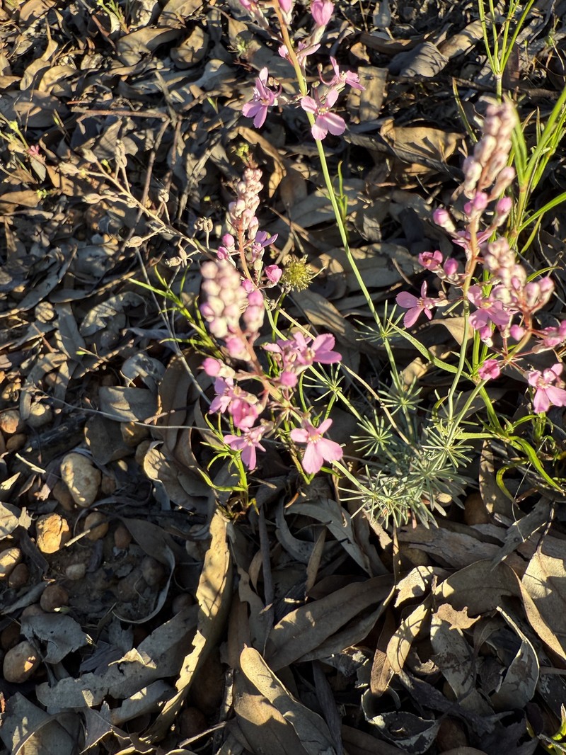 Stylidium tenue subsp. majusculum photo 3