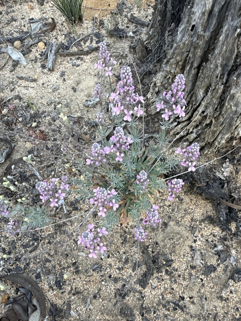 Stylidium tenue subsp. majusculum photo 4