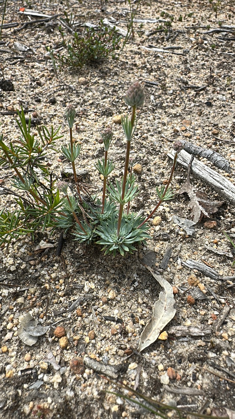 Stylidium tenue subsp. tenue photo 3