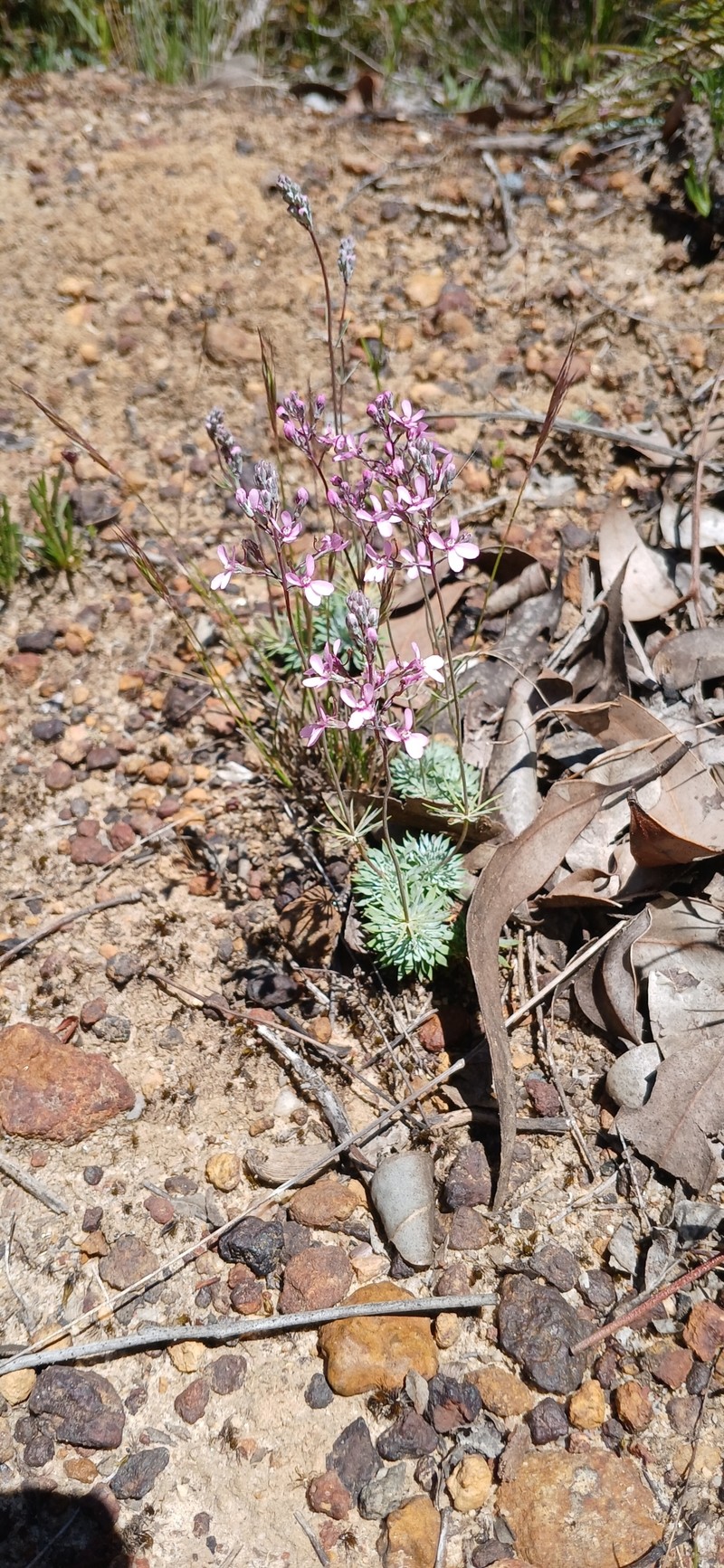 Stylidium tenue subsp. tenue photo 4