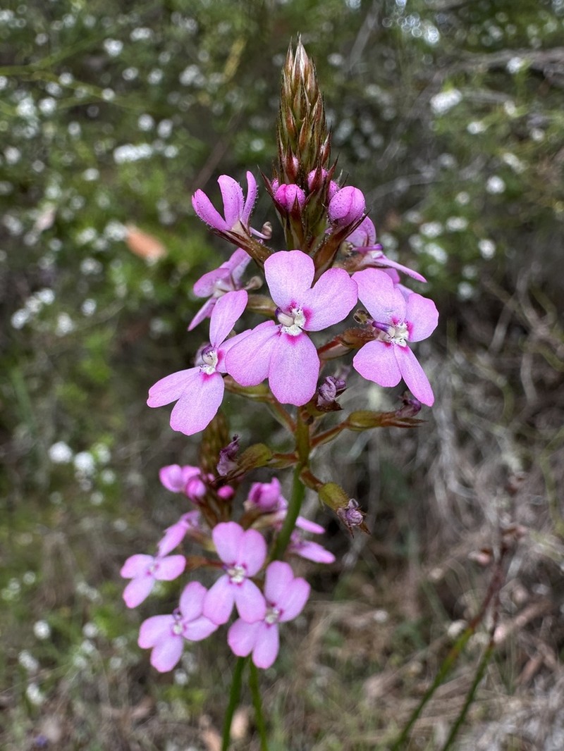 Stylidium thryonides