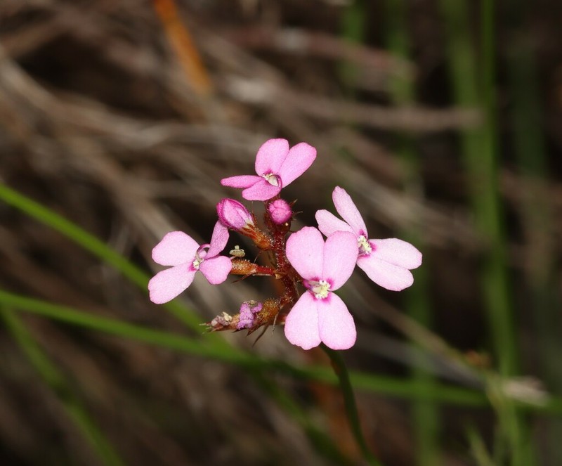 Stylidium thryonides photo 2