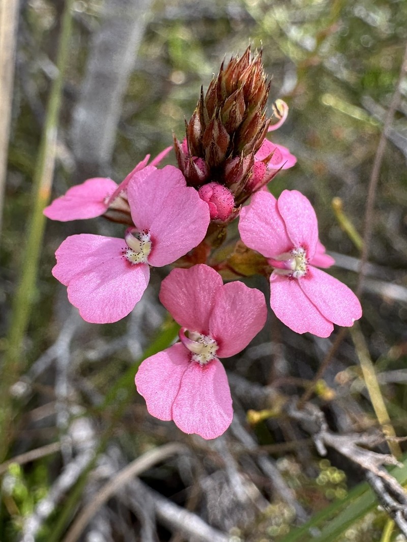 Stylidium thryonides photo 3