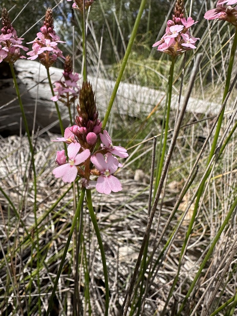 Stylidium thryonides photo 4