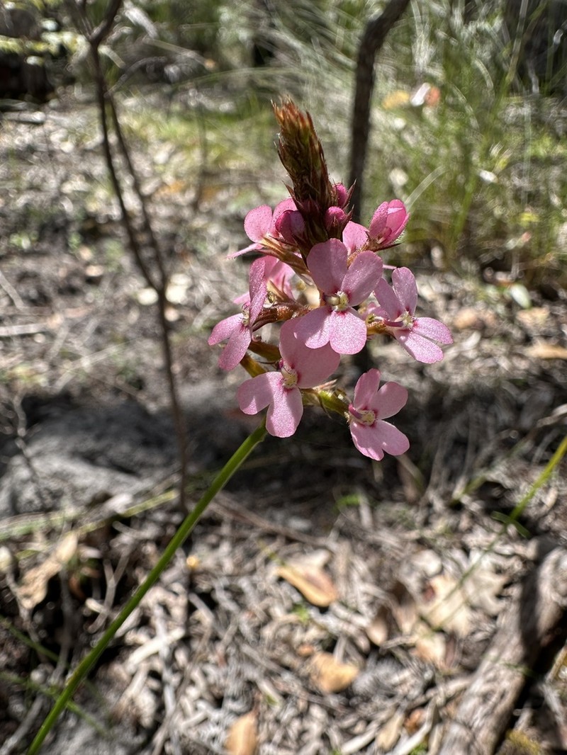 Stylidium thryonides photo 5