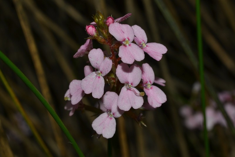 Stylidium thryonides photo 6