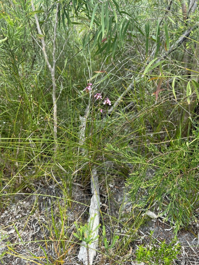 Stylidium thryonides photo 7