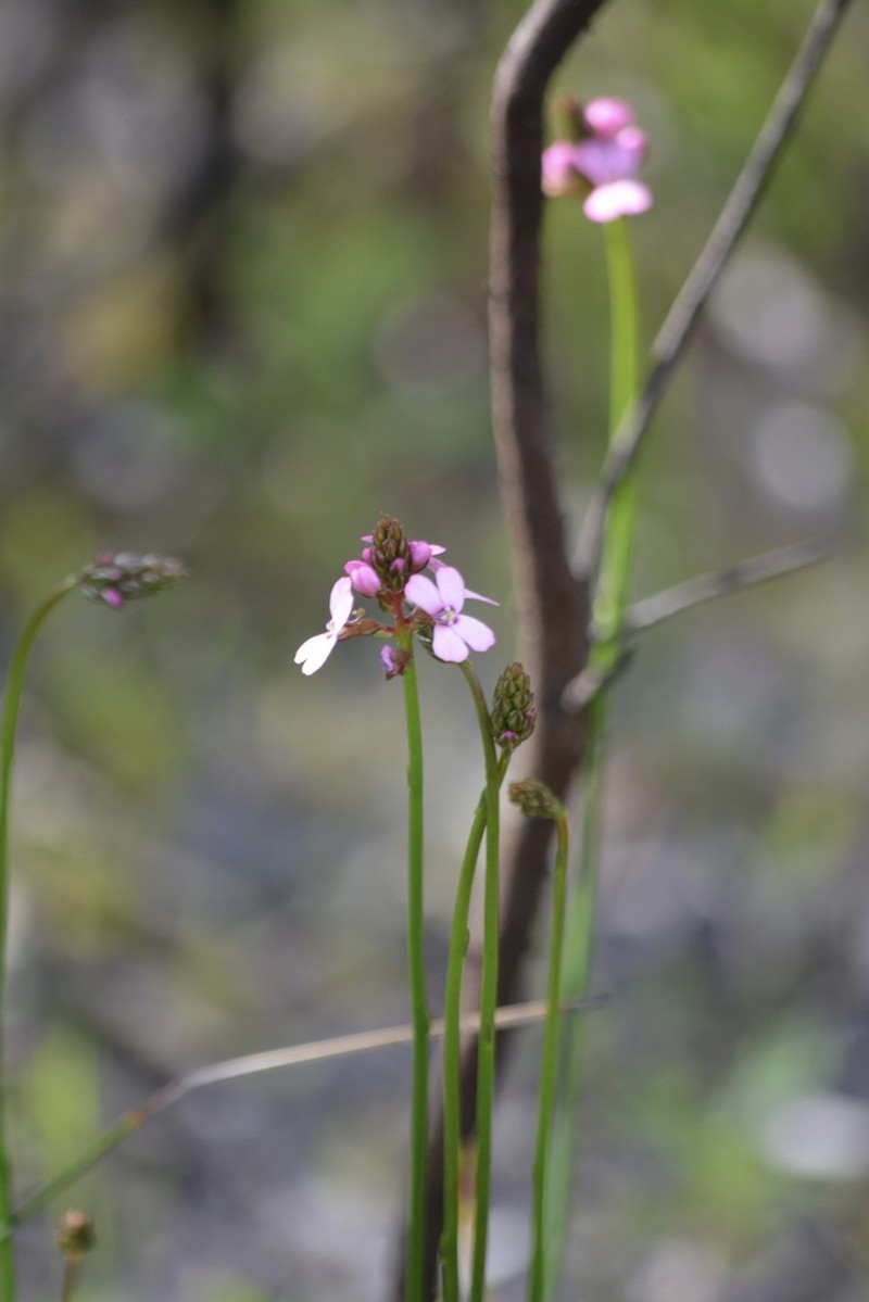 Stylidium thryonides photo 8