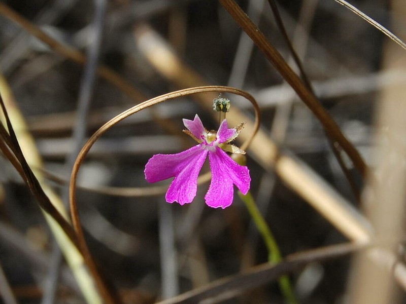 Stylidium torquatum