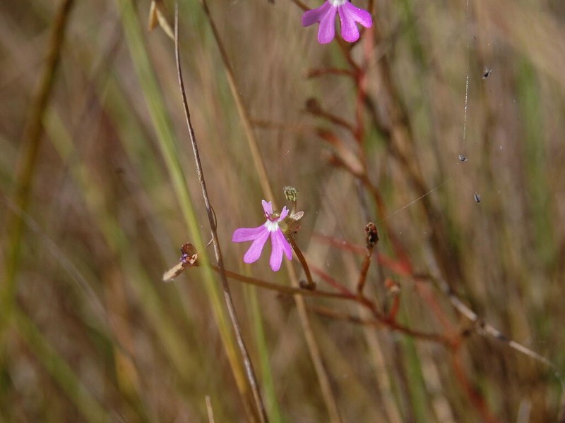 Stylidium torquatum photo 2