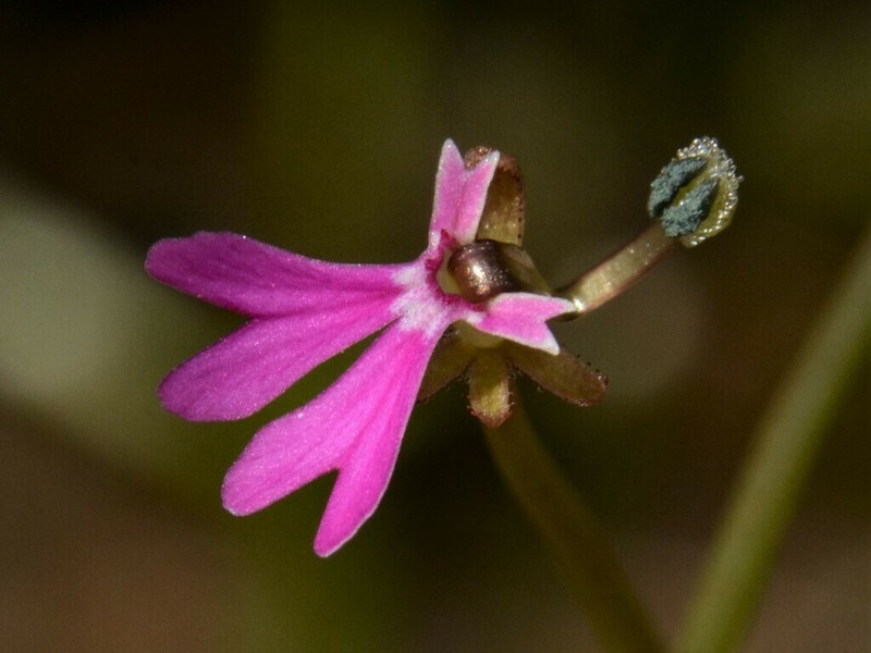 Stylidium torquatum photo 3