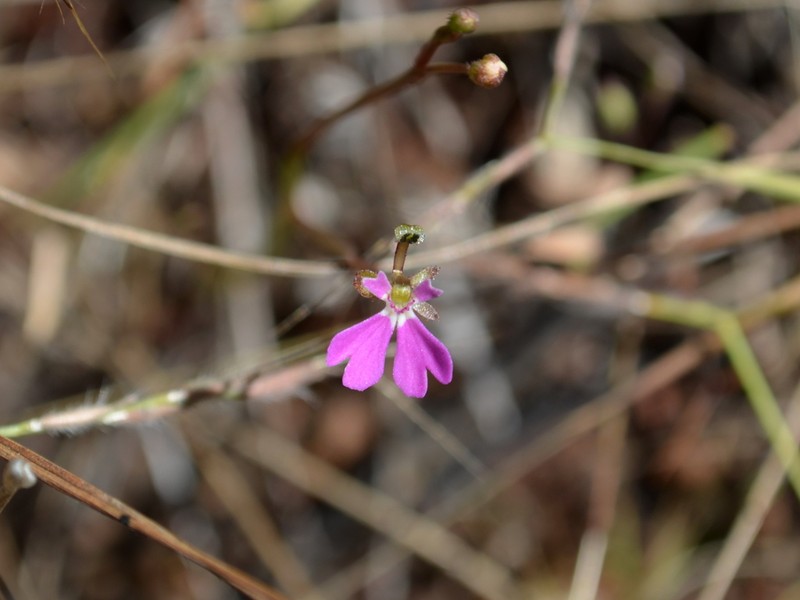 Stylidium torquatum photo 4