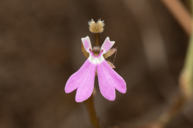 Stylidium torquatum photo 5