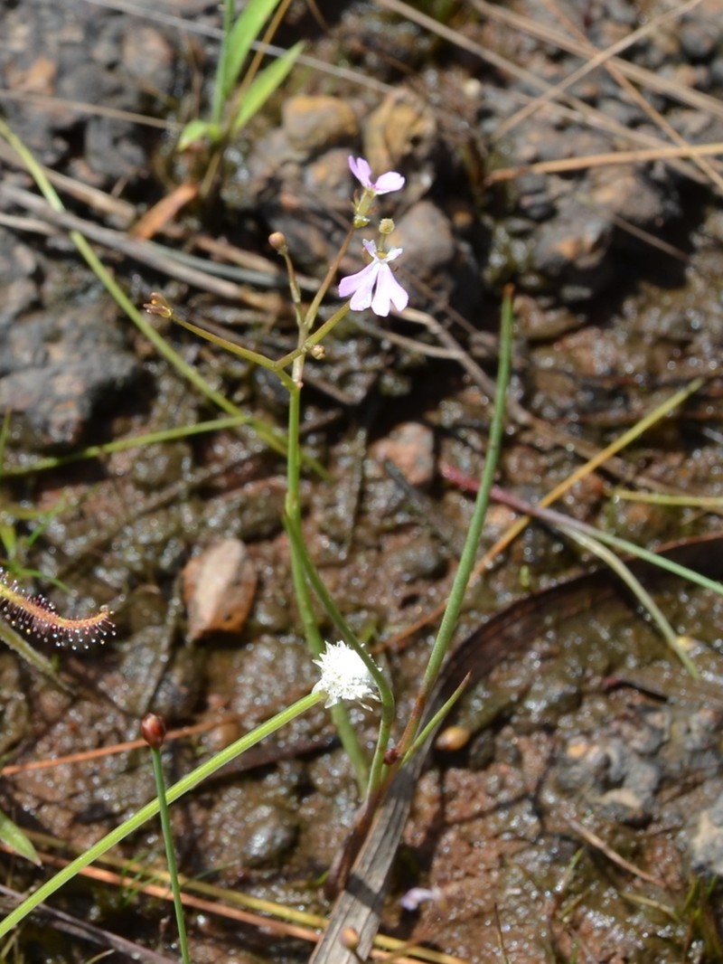 Stylidium torquatum photo 6
