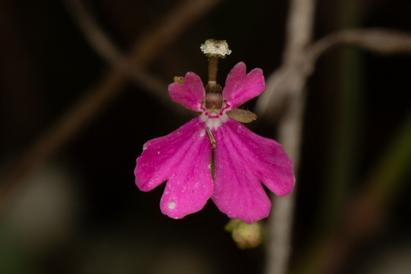 Stylidium torquatum photo 7