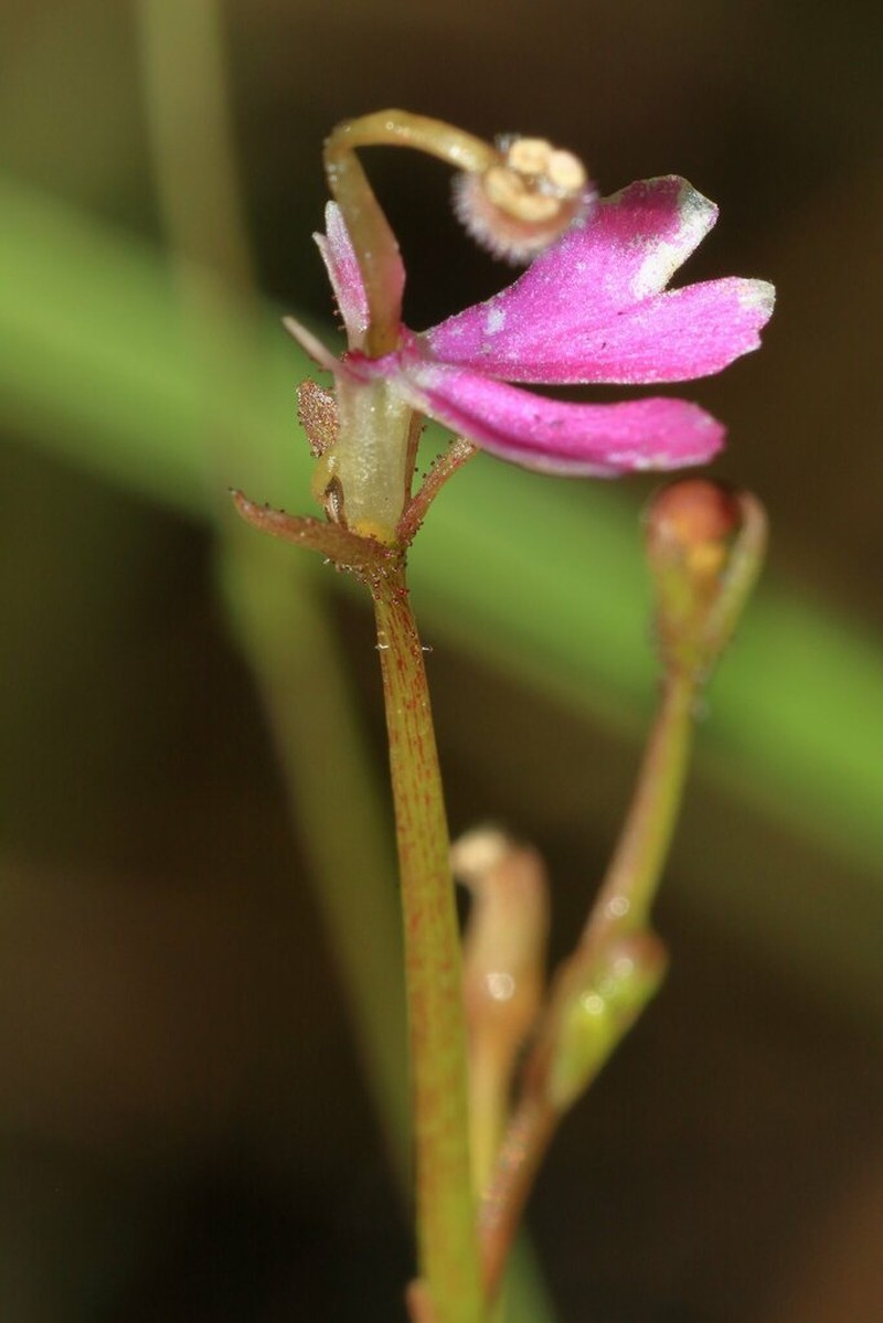 Stylidium torquatum photo 8