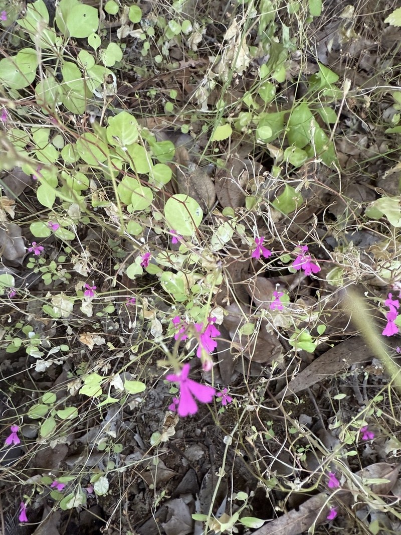 Stylidium tremendum photo 2