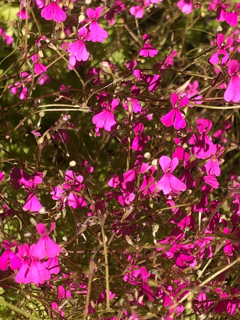Stylidium tremendum photo 3