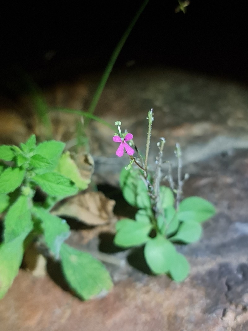 Stylidium tremendum photo 4