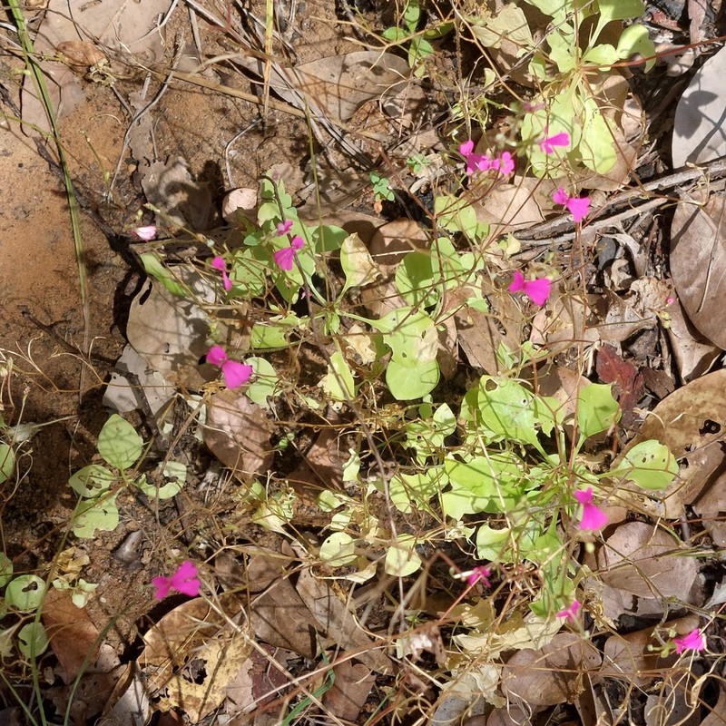 Stylidium tremendum photo 5