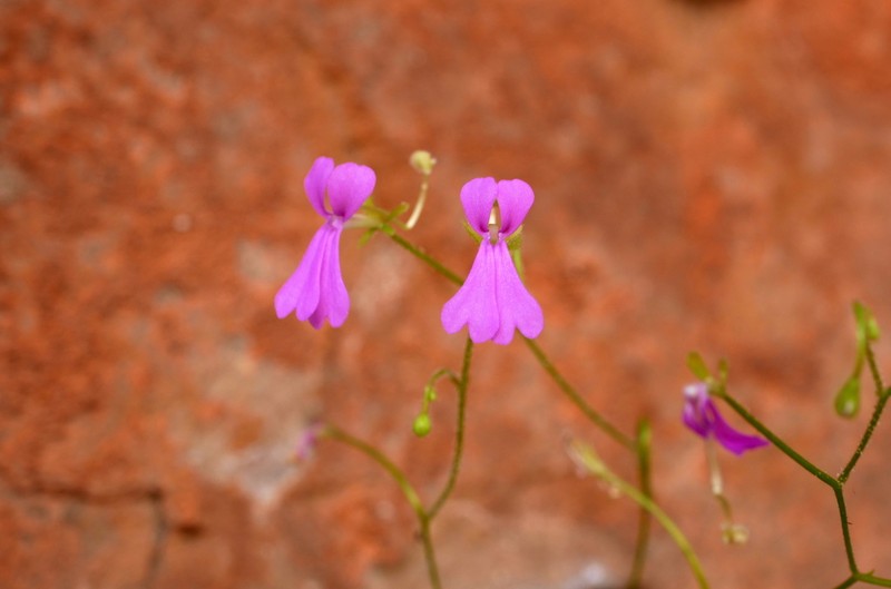 Stylidium tremendum photo 6
