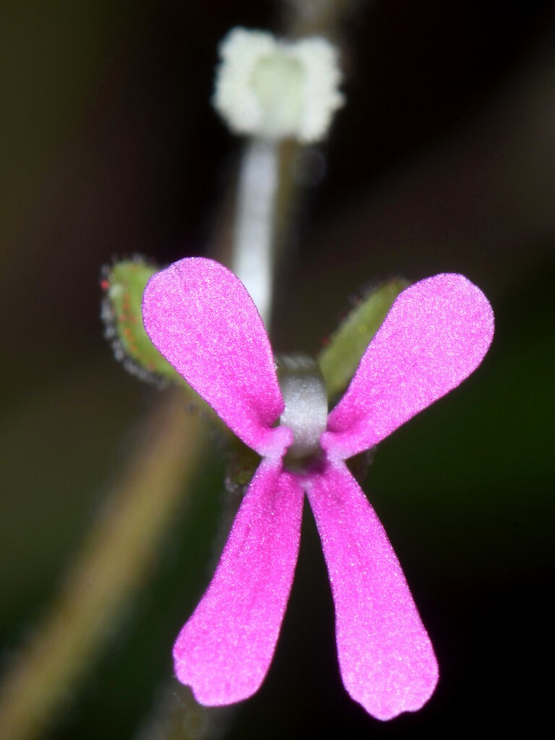 Stylidium tremendum photo 7