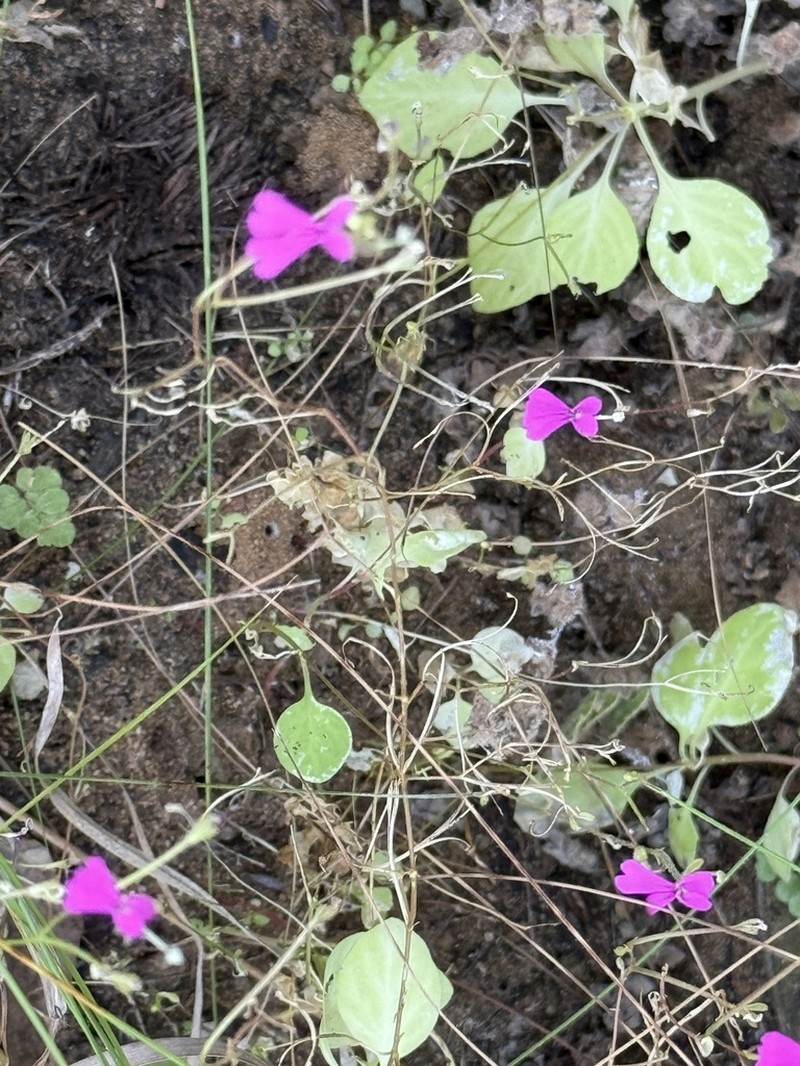 Stylidium tremendum photo 8