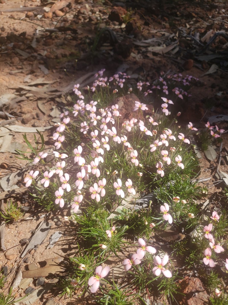 Stylidium uniflorum subsp. extensum