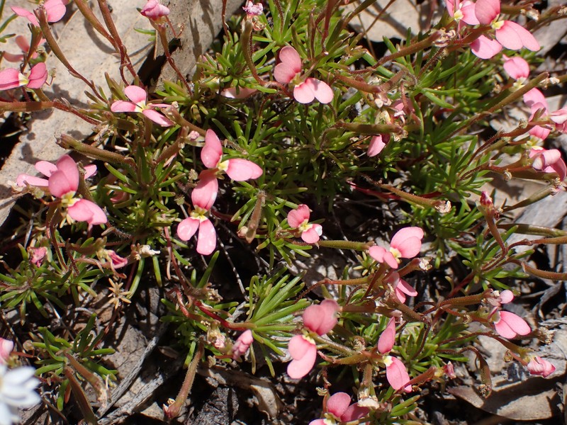 Stylidium uniflorum subsp. extensum photo 2