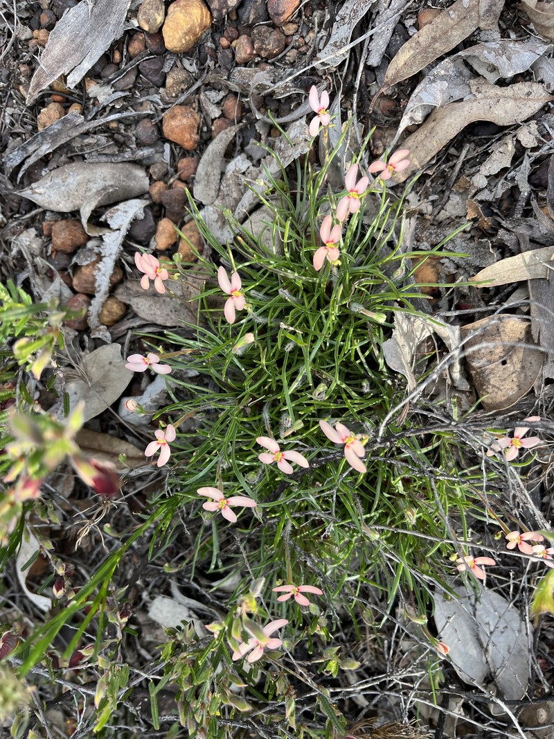 Stylidium uniflorum subsp. uniflorum