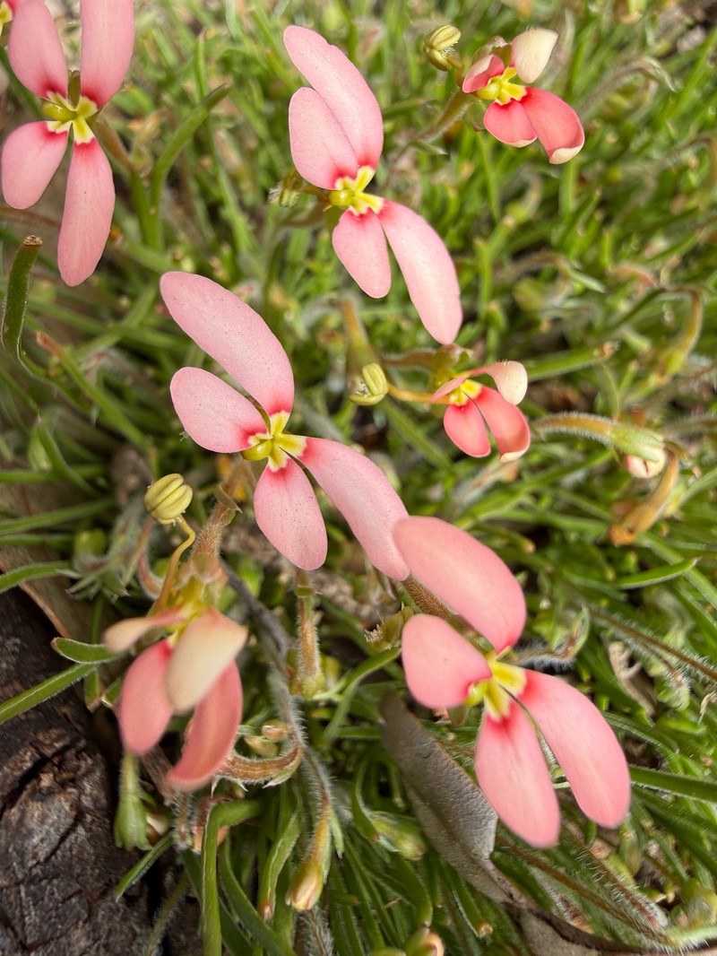 Stylidium uniflorum subsp. uniflorum photo 2