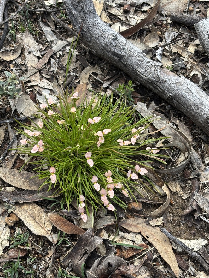 Stylidium uniflorum subsp. uniflorum photo 3