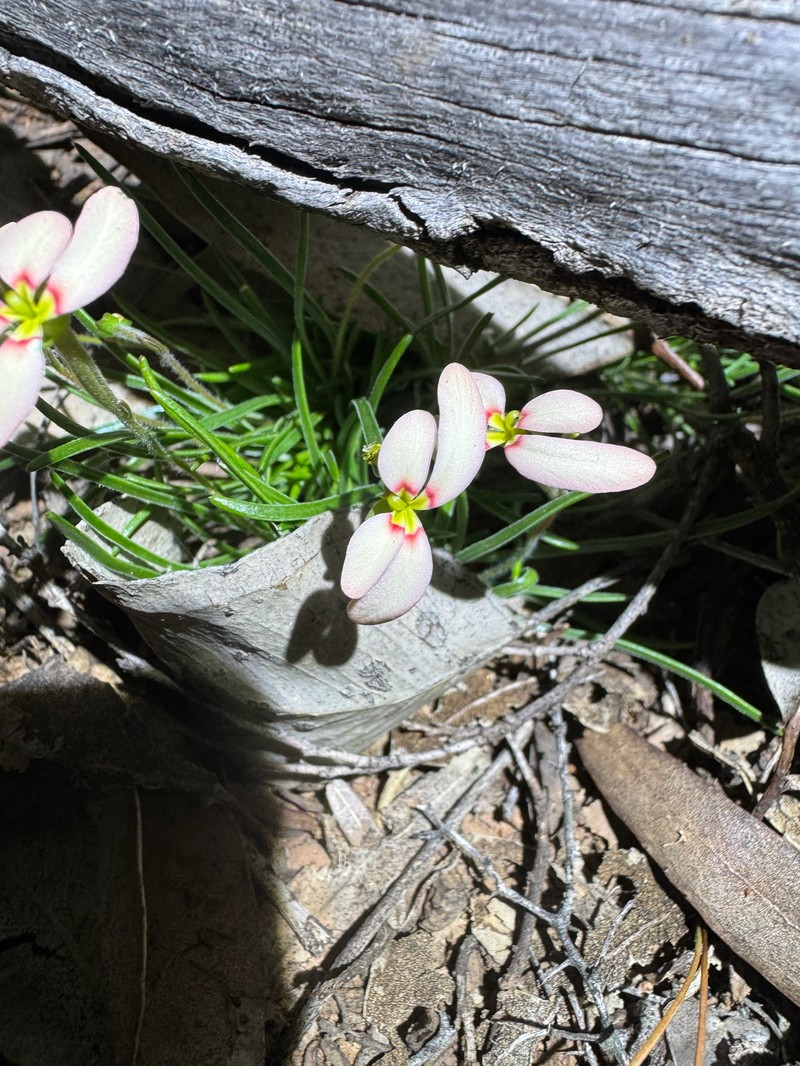Stylidium uniflorum subsp. uniflorum photo 4