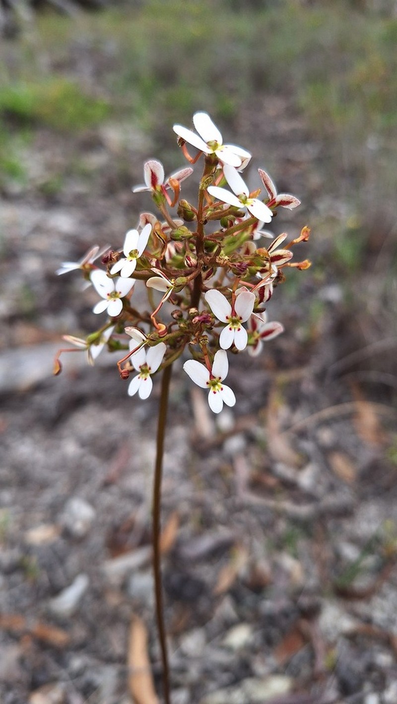 Stylidium vinosum photo 3