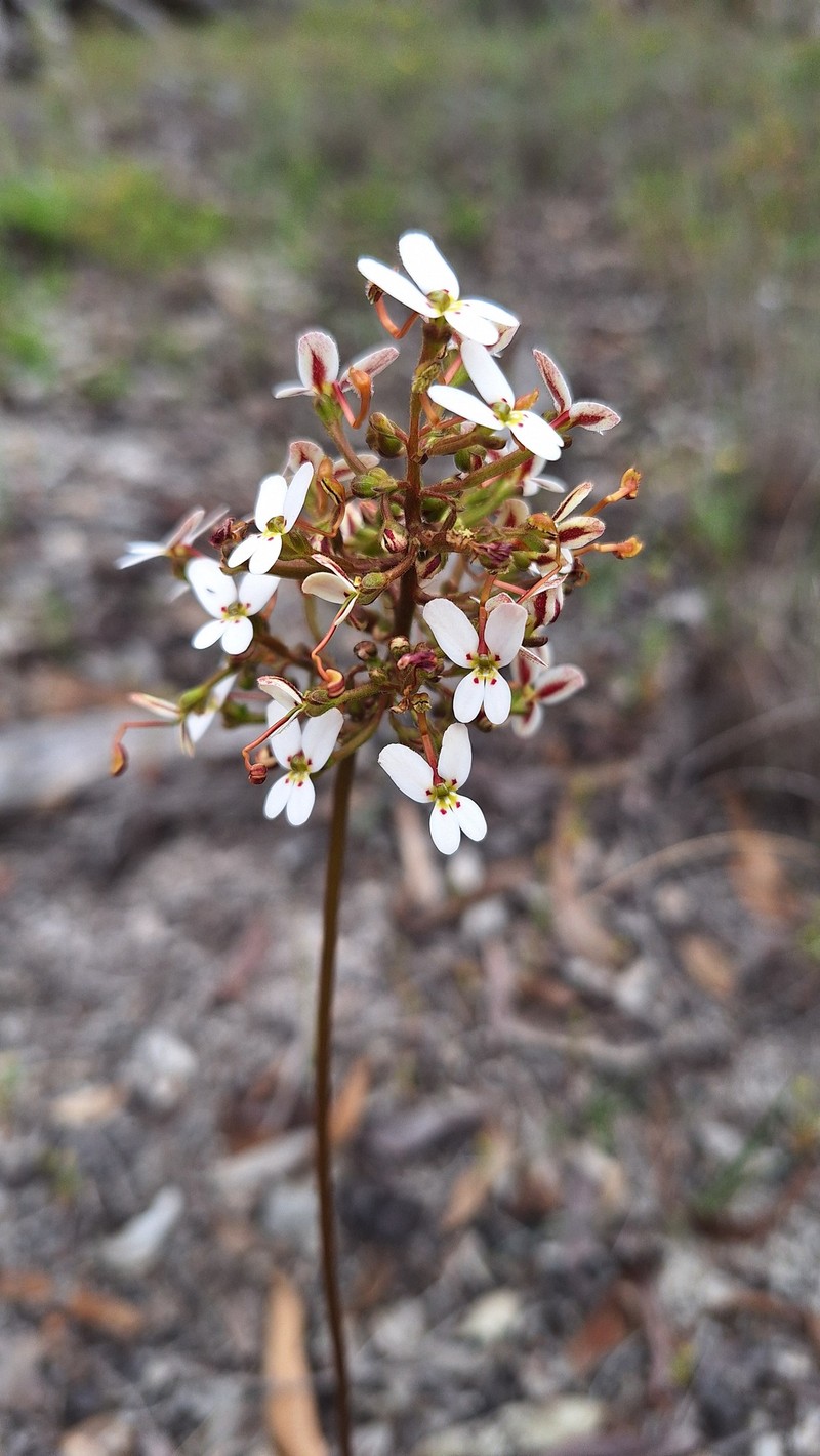 Stylidium vinosum photo 4