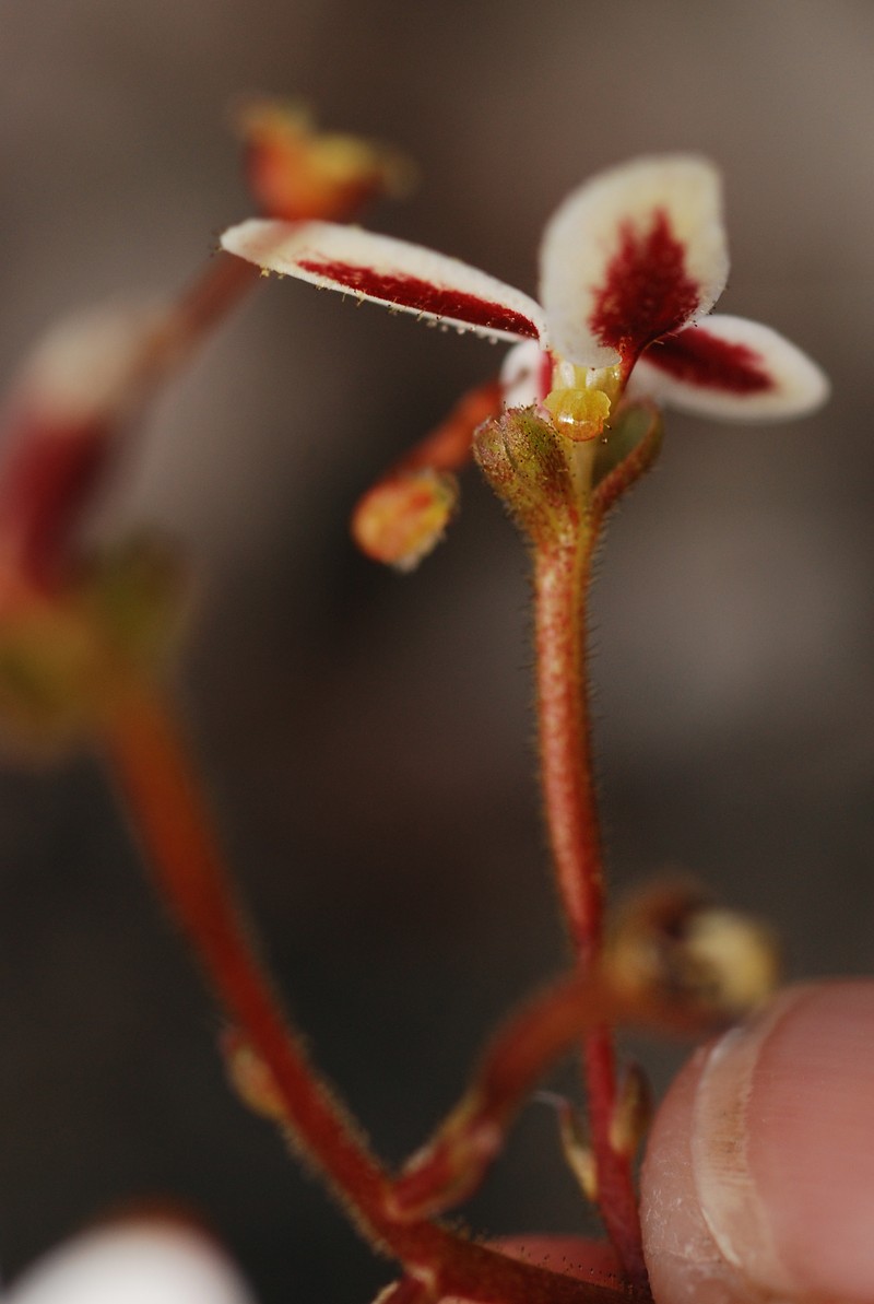 Stylidium vinosum