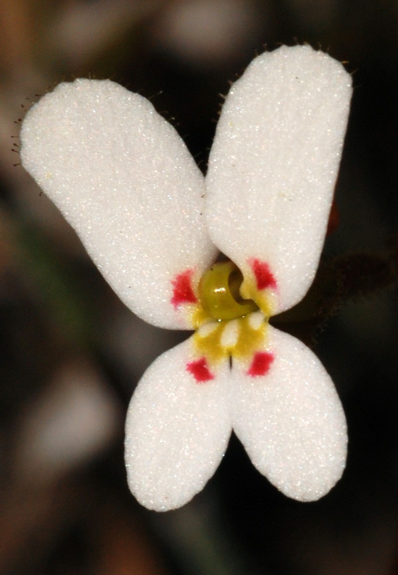 Stylidium vinosum photo 5
