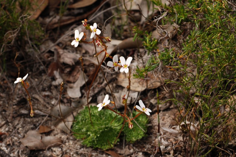 Stylidium vinosum photo 6