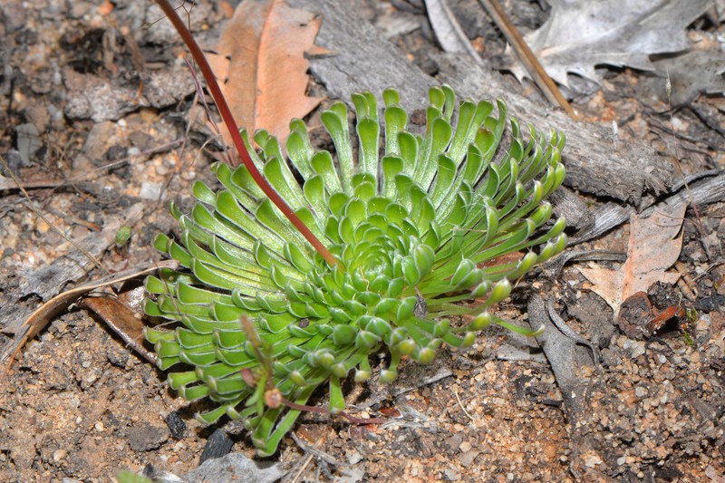 Stylidium vinosum photo 7