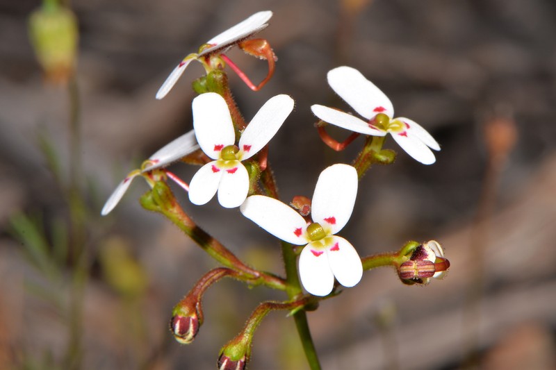 Stylidium vinosum photo 8