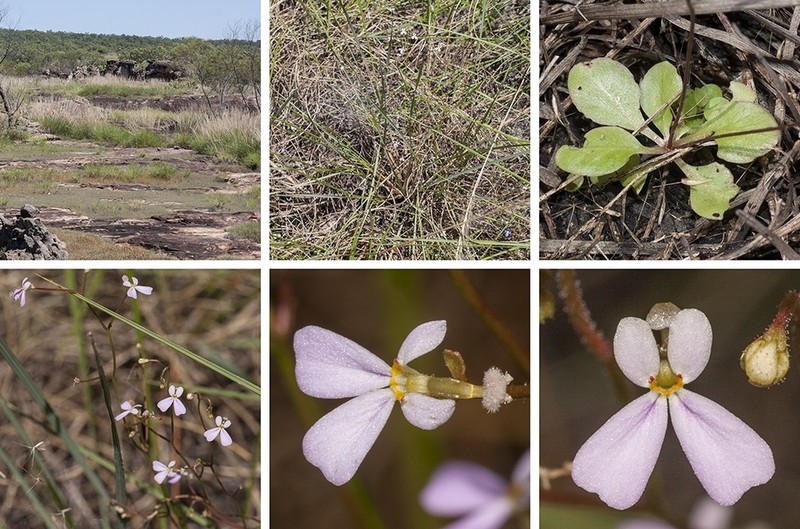 Stylidium willingii