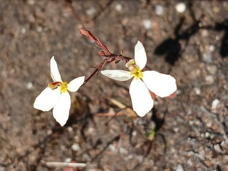Stylidium xanthellum
