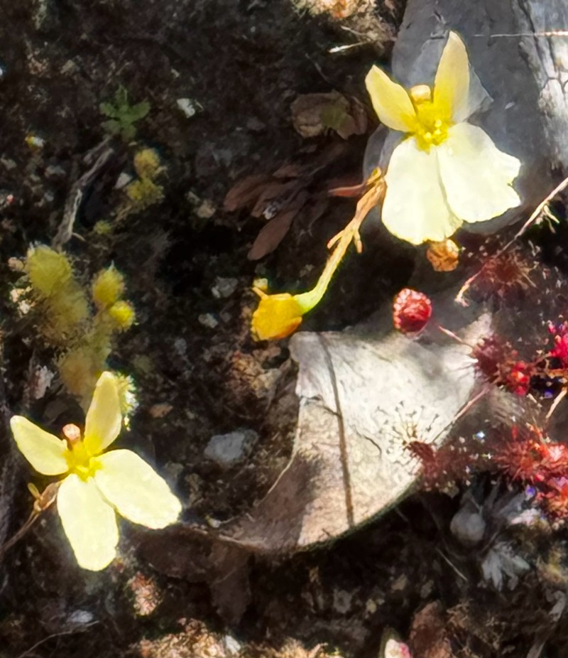 Stylidium xanthellum photo 2