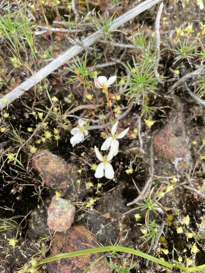 Stylidium xanthellum photo 3