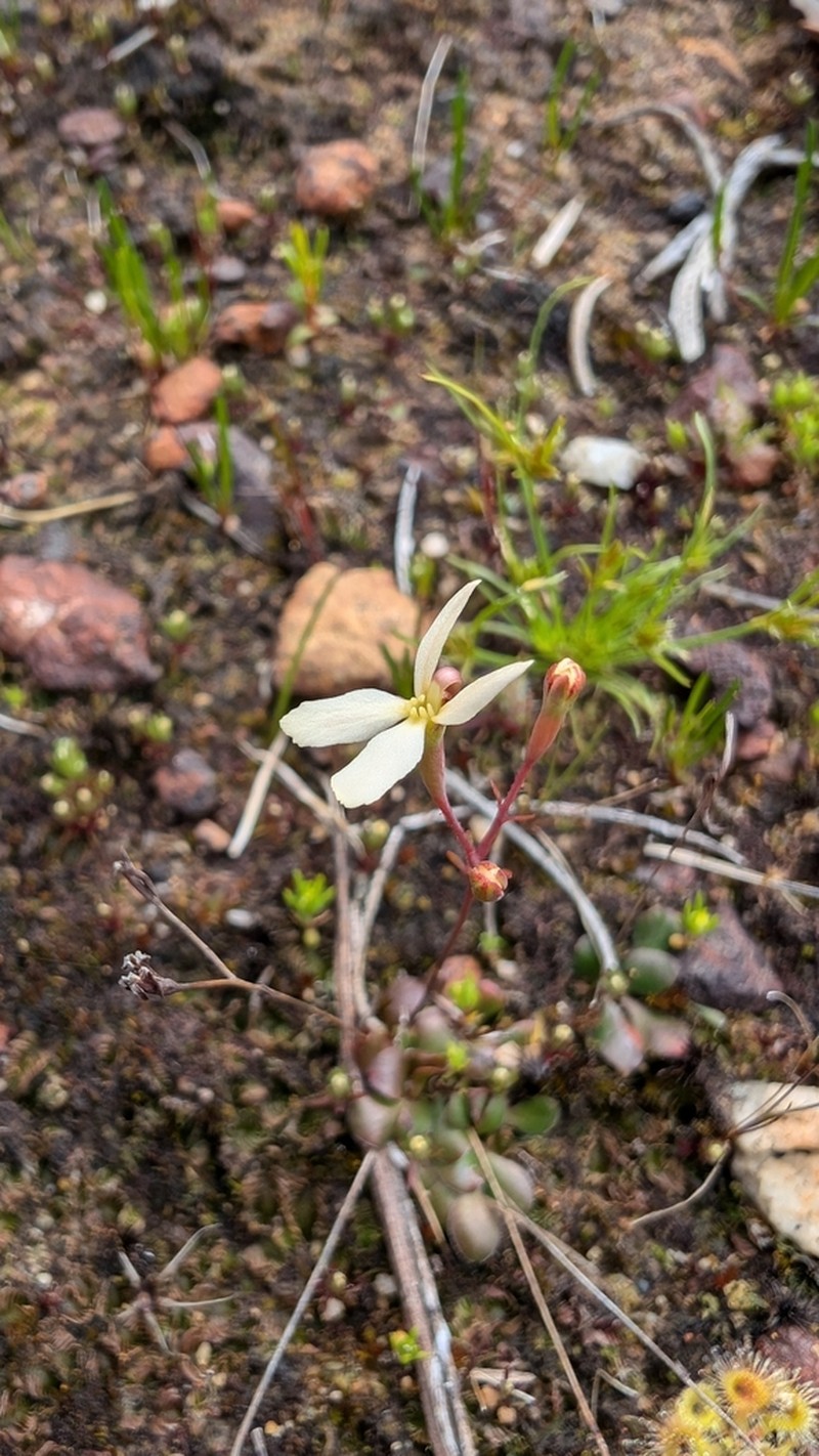 Stylidium xanthellum photo 4