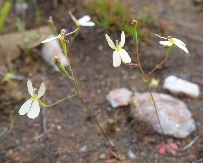Stylidium xanthellum photo 5