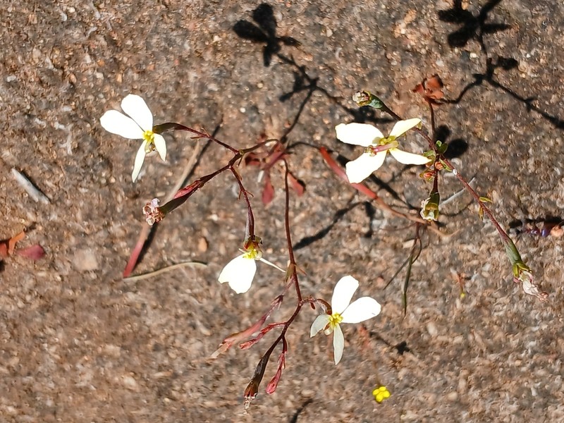 Stylidium xanthellum photo 6